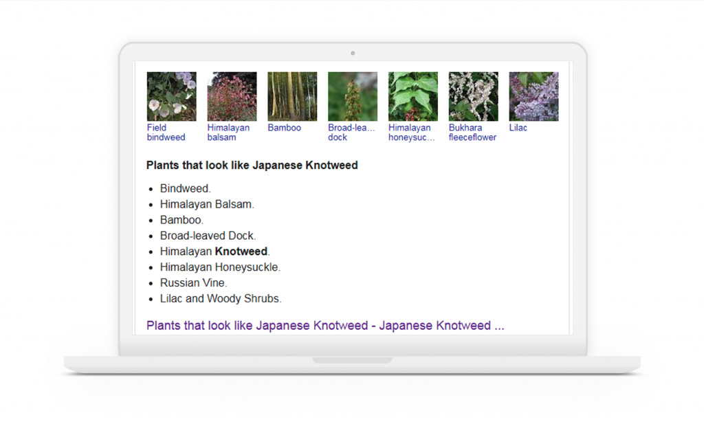 618% increase in organic traffic visibility for Japanese knotweed removal company